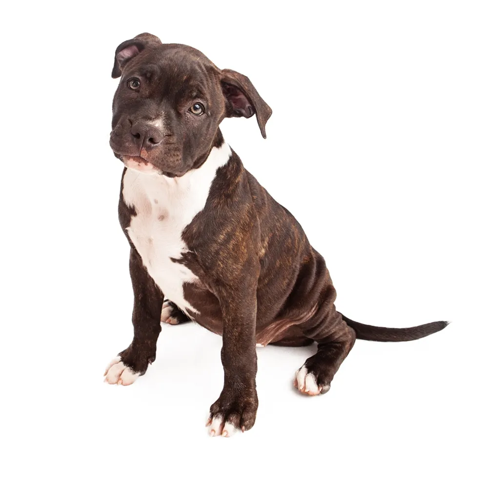 Imagem do filhote de Pitbull